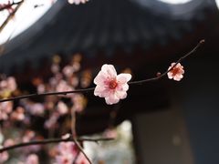 -香雪海