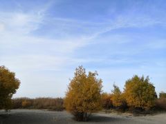 -金塔沙漠胡杨林景区