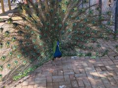 -长白岛森林公园