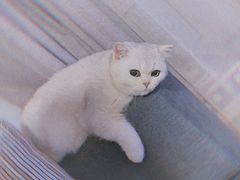 -东方名猫馆·英短金渐层布偶猫舍(环线广场1号楼店)