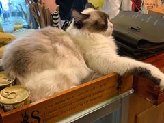 -猫色咖啡·猫咖