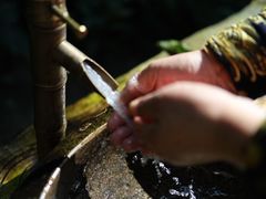 -莫里热带雨林景区