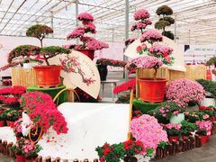 -上海鲜花港