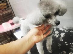 -宠福鑫康馨动物医院·骨科·眼科