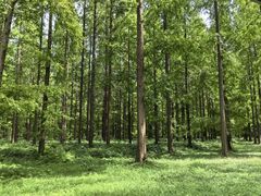 -黄海国家森林公园