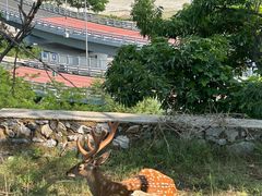 -大连森林动物园