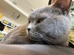 -平行世界·猫咖(首经贸店)