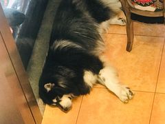 -more than meow吴止猫主题餐厅(承德 中船汇店)