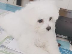-美联众合动物医院·24h京西诊疗中心
