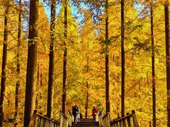 -黄海国家森林公园