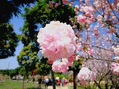 -天适樱花悠乐园