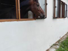 -北京群众马术培训基地