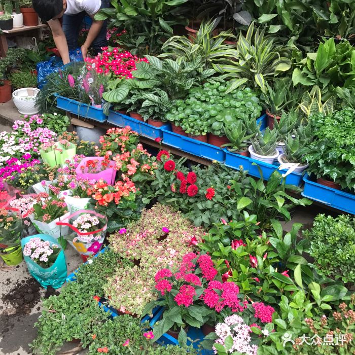 五角场花鸟市场图片 - 第50张