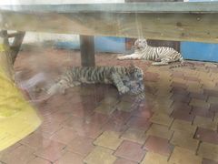 -大连森林动物园