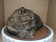 -喵园·猫主题咖啡厅·撸猫·猫咖(国贸店)