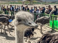 -新疆天山野生动物园