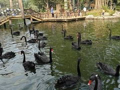 -深圳野生动物园