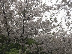 -武汉大学-樱园