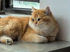 -欣宠猫屋·矮脚拿破仑·蓝金金渐层