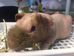 -Moni星球萌宠·小马宝莉·灵蛇·高端高阶全萌宠互动体验俱乐部(红豆国际广场店)