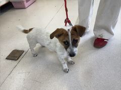 -爱妮康宠物医院·干细胞免疫细胞·肿瘤·心脏(张江店)