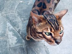 -喵屿·大理花园猫咖