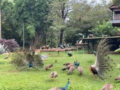 -昆明动物园
