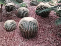 -呀路古热带植物园