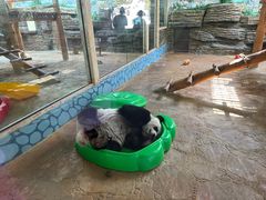 -西霞口神雕山野生动物世界