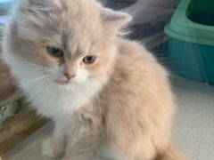 -糯米喵星人总部直营旗舰店·猫舍·幼猫出售
