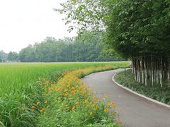 -桤木河湿地公园