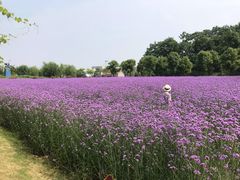 -金色田园农家乐餐厅