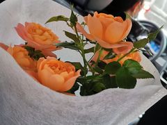 -金科花卉市场