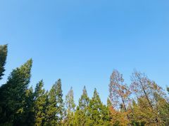 -黄海国家森林公园