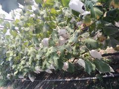 -马陆小张葡萄园农家乐