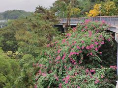 -金鸡山公园