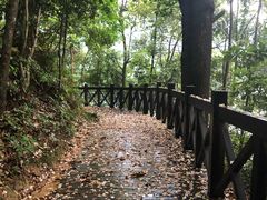 -广州市流溪河国家森林公园