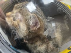 -瑞鹏宠物医院·超声·骨科·奇麟分院(蜀都万达店)