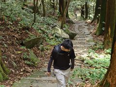 -天目山大树王景区