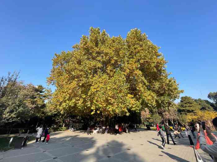 日坛公园"日坛公园经过冬季,绿树还未发芽,今天气温.