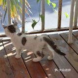 拍照片很有感觉 还有两只可爱的小猫咪