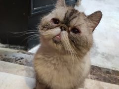 -猫色咖啡·猫咖