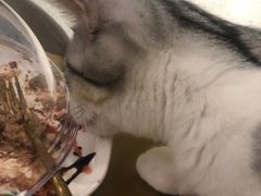 -飞行喵MR PILOT|猫舍·猫咖(静安大融城店)