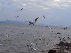 -深圳湾公园(南山区)