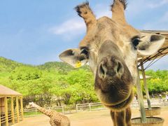 -青岛森林野生动物世界