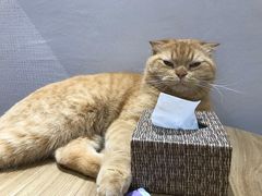 -藏猫猫咖啡主题馆(中央大道店)