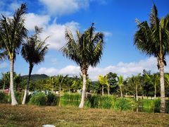 -亚龙湾国际玫瑰谷