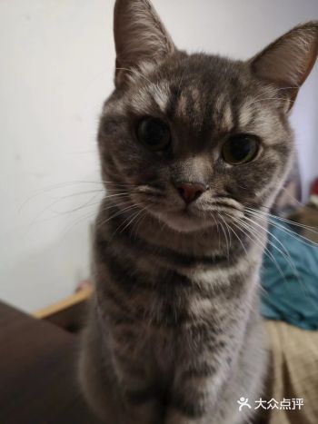 只好返回家中拿了猫粮,先来喂猫吧!