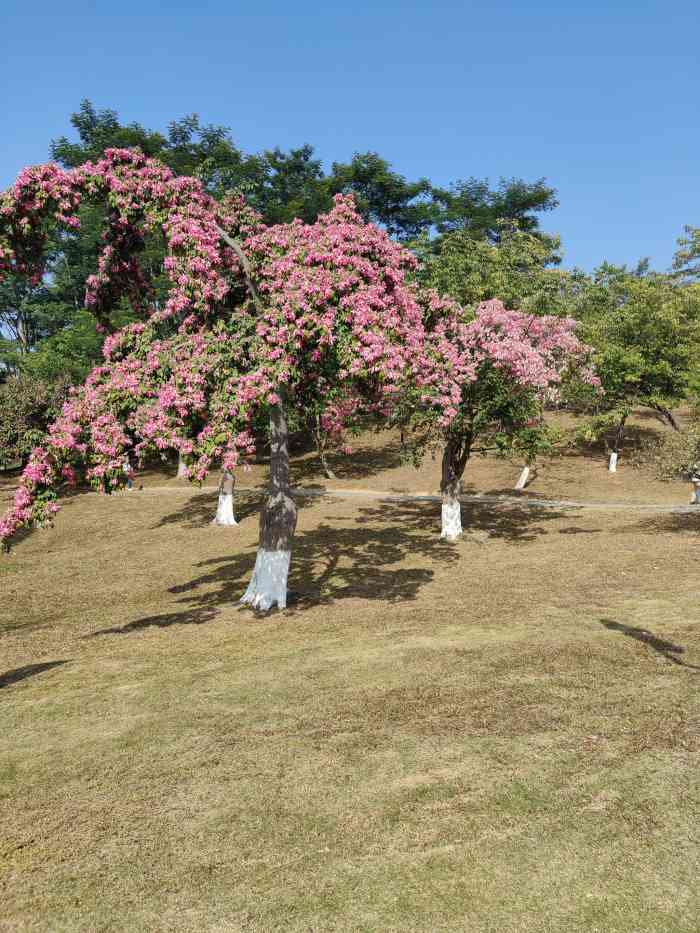 松湖生态园-"去东莞出差,附近居然有绿化这么好的公园.