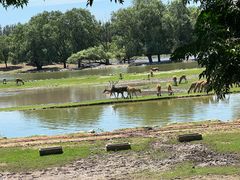 -北京麋鹿生态实验中心